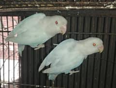 Creamino DNA breeder maile and albino redaieye breeder paire