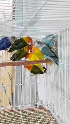 Quality Lovebirds for sale