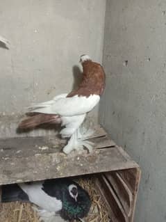 Megpei Home breed birds best pigeons