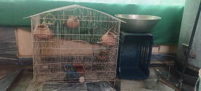 Bird Cage along with two parrots