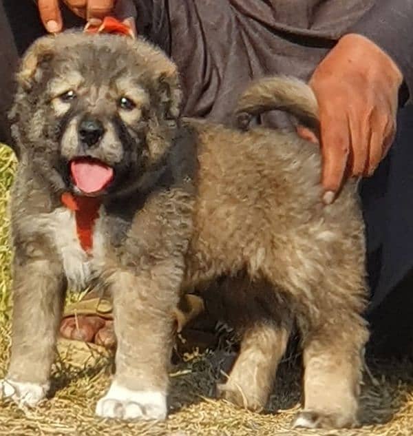 bakarwal dog   2 month for sale security dog male 0