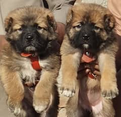 kurdish Kangal dog pair 2 months for sale security dog