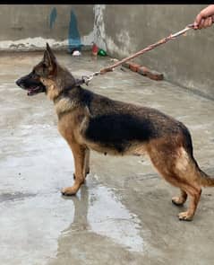 German shepherd female