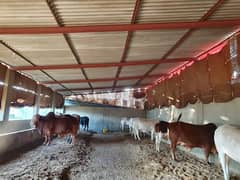 Fiber Cement Corrugated Sheets,Roofing,Warehouse DairyFarm CattleShed