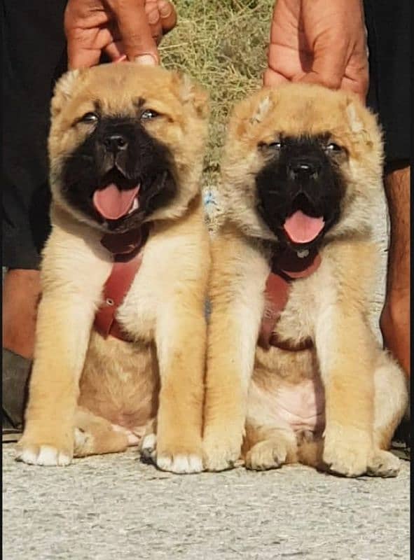 Kurdish kangal dog  security dog male female  dog for sale 0