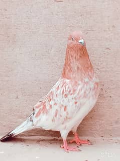 red high flyer pigeon male laal bura kabutar