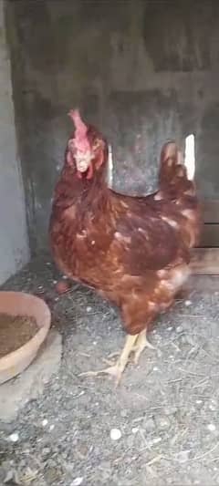 lohmam brown and blacksell egg laying female Hien or pr piece 2500