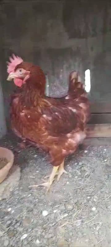 lohmam brown and blacksell egg laying female Hien or pr piece 2500 1