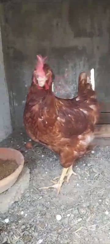 lohmam brown and blacksell egg laying female Hien or pr piece 2500 5