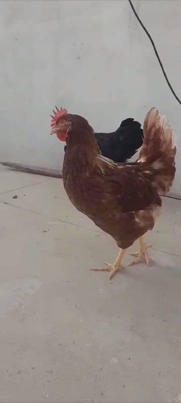 lohmam brown and blacksell egg laying female Hien or pr piece 2500 6