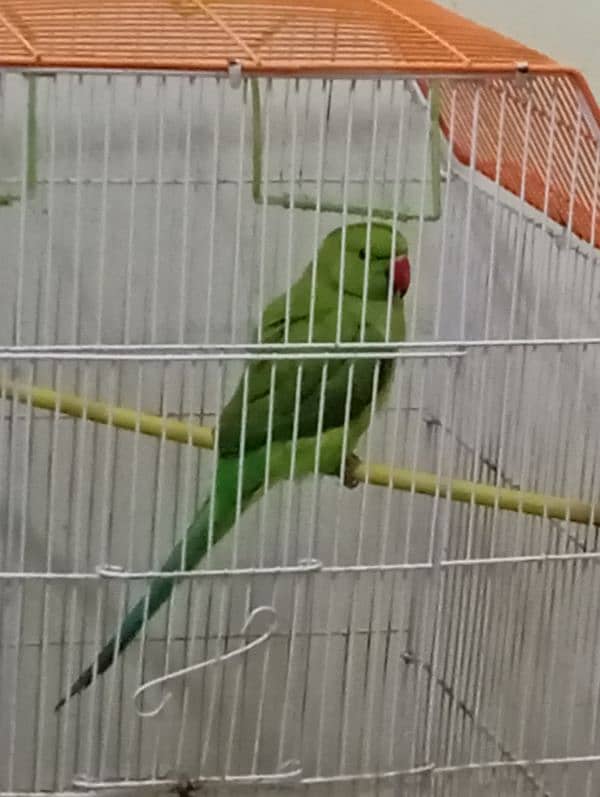 hand tame ringneck female for sale 0