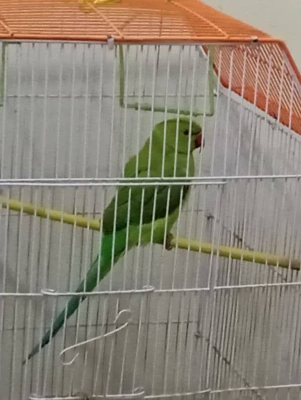 hand tame ringneck female for sale 1