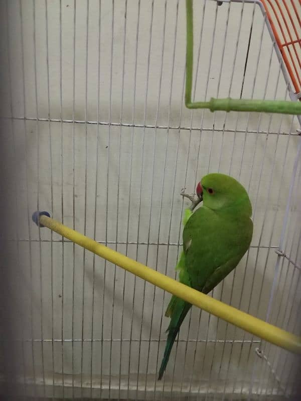 hand tame ringneck female for sale 2