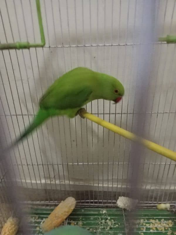 hand tame ringneck female for sale 3