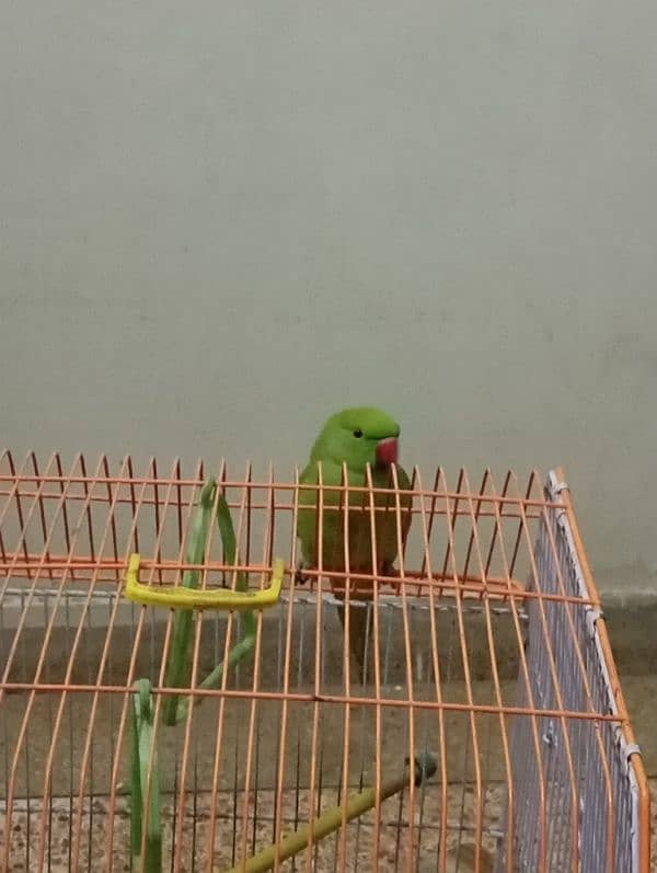 hand tame ringneck female for sale 4