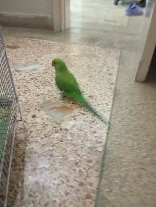 hand tame ringneck female for sale 7