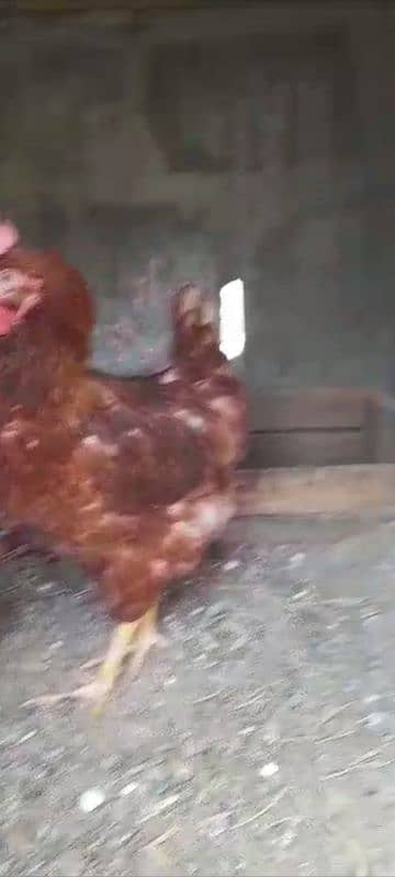 lohmam females for sell egg laying female pr piece 2500 2