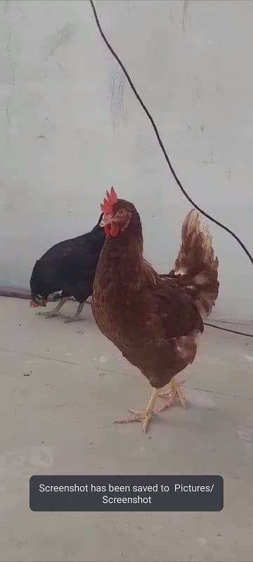 lohmam females for sell egg laying female pr piece 2500 3