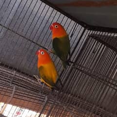 Mutation Lovebirds available