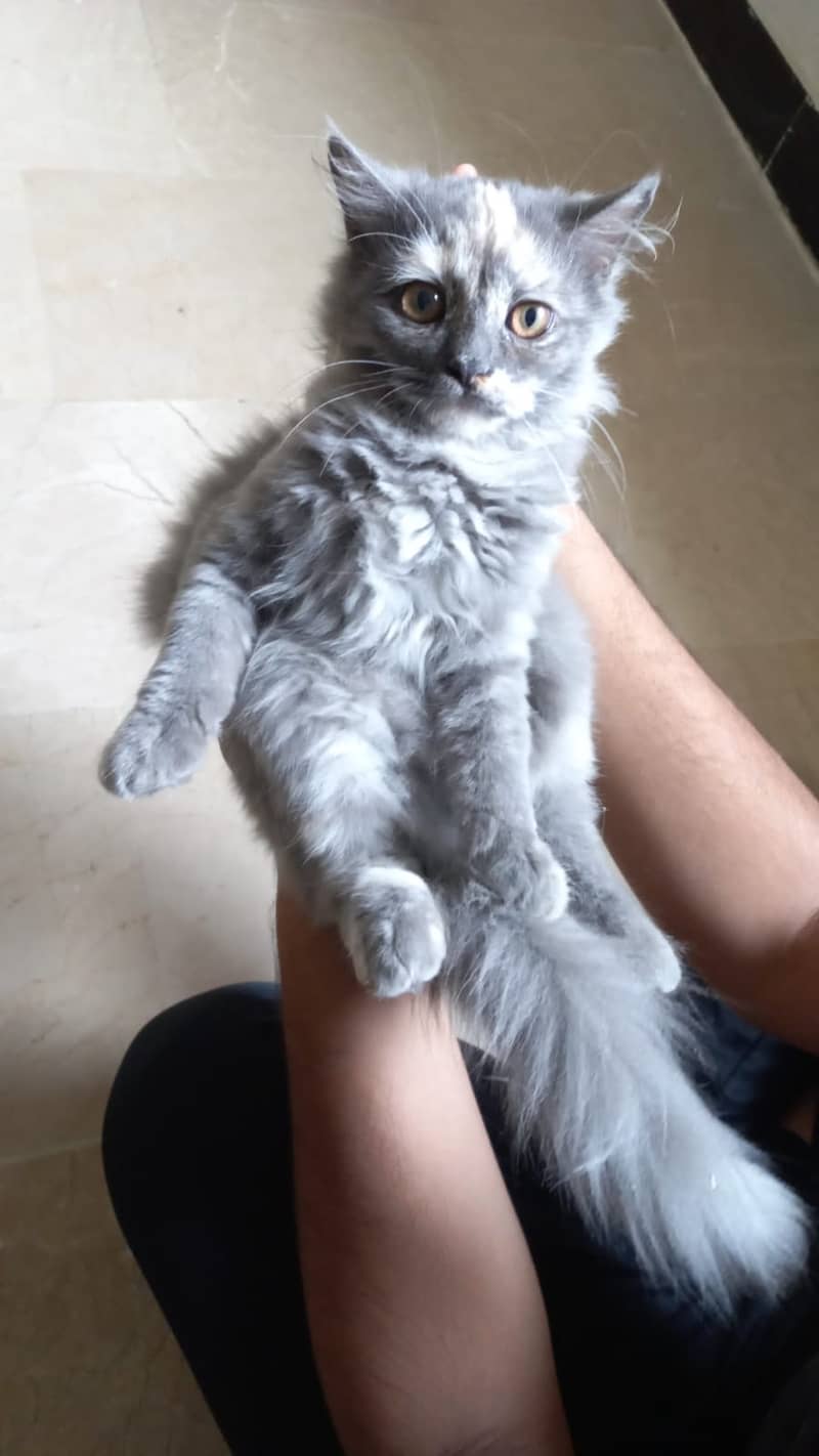 Grey and White Female Persian cat of 5 months. 0