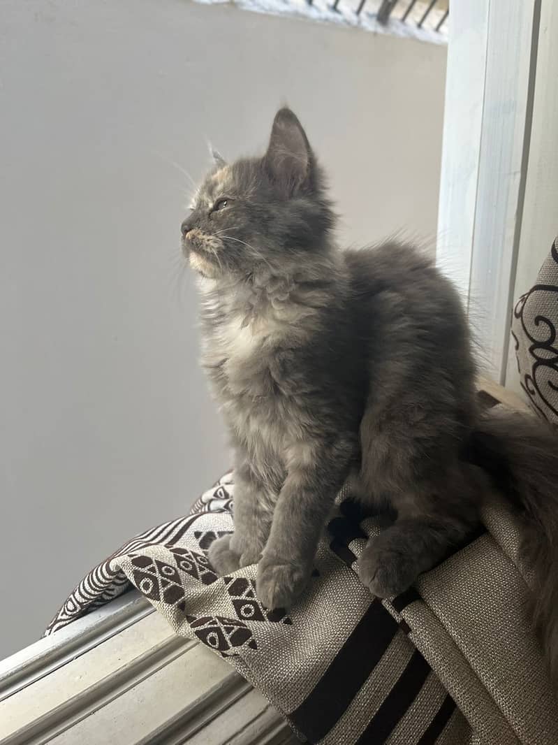 Grey and White Female Persian cat of 5 months. 1