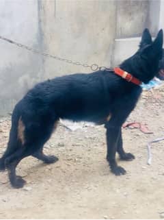 black shepherd female