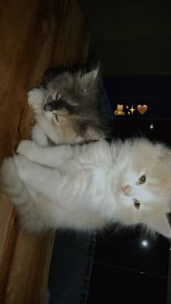 Persian male kittens triple coated . 2 months age . Blue crystal eyes