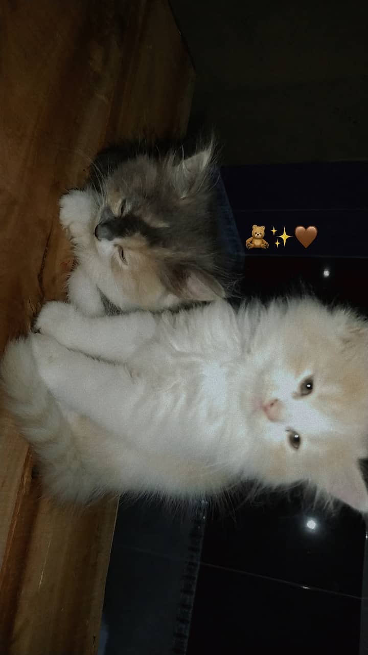 Persian male kittens triple coated . 2 months age . Blue crystal eyes 0