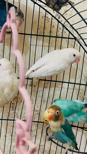 Albino red eye split/parblue split ino / Albino split ino / love birds 0