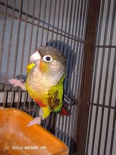 green chick Conor for sale confirm breeder male