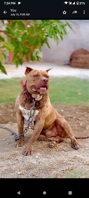 pitbull dog | pitbull puppies | pitbull dog for sell | dog for sell 0