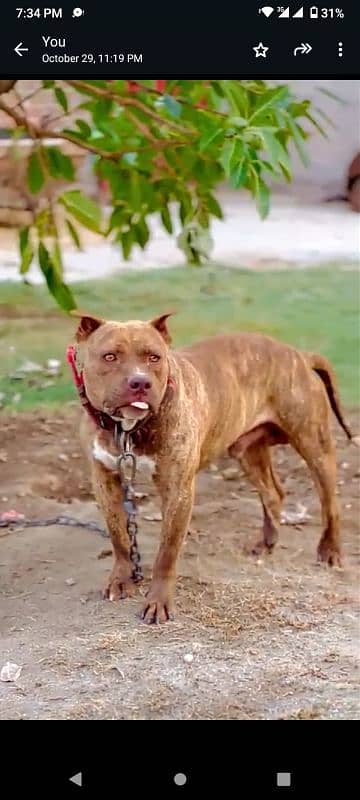 pitbull dog | pitbull puppies | pitbull dog for sell | dog for sell 1