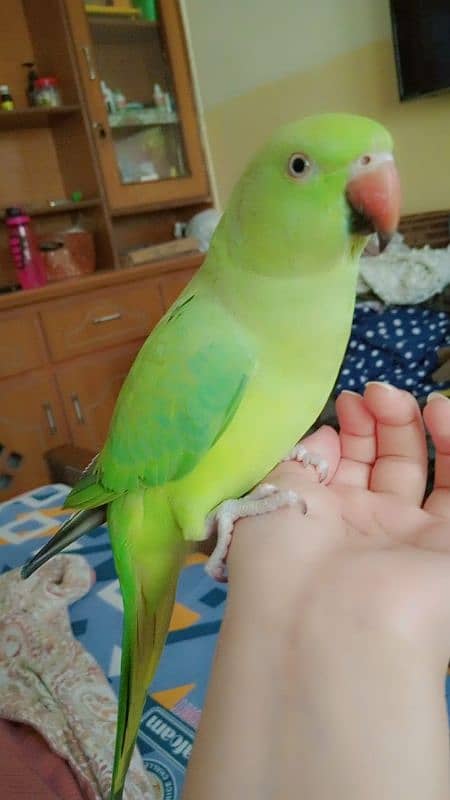 fully hand tame mithu or bili ki awaz niklta ha 1