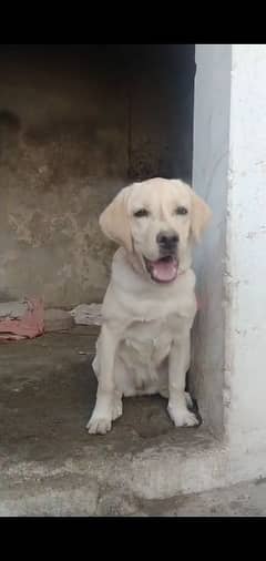 labrador retriever female (Golden)