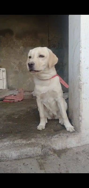 labrador retriever female (Golden) 2