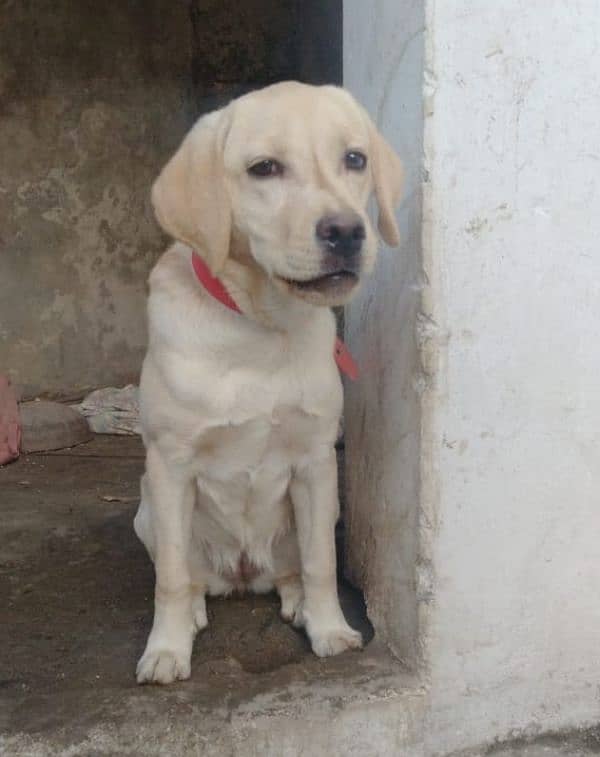 labrador retriever female (Golden) 3