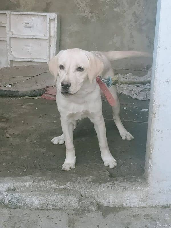 labrador retriever female (Golden) 4