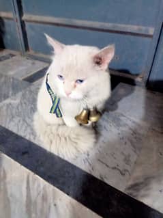 white cat