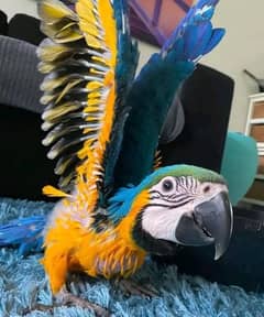 blue macaw parrot cheeks for sale 0323=492=9839