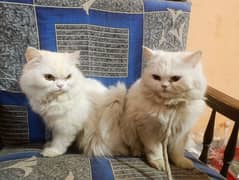 White Persian Cats Pir