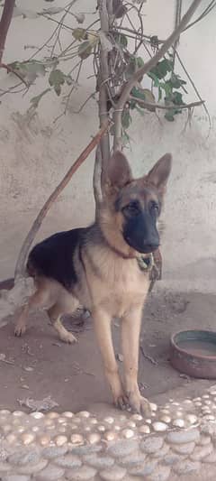 Stock Coat German Shepherd Female Puppy 8.5 Months Old