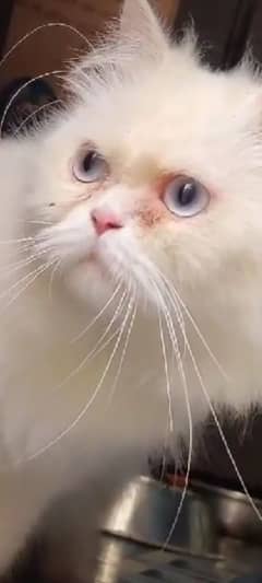 punch face blue eyes stud male cat