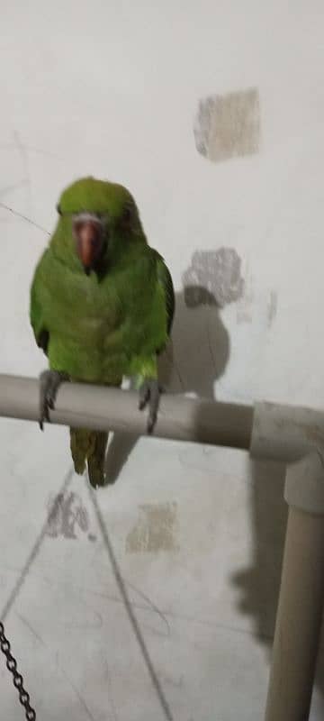 green parrot 1