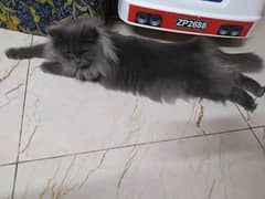 Grey Persian Cat