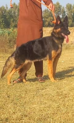 Belgium Shepherd female For sale