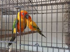 Sun Conure Dna breeder pair