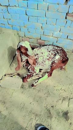 Bakra