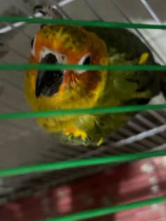 suncnor parrot