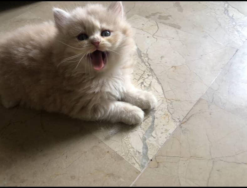 persian kittens pair available 0