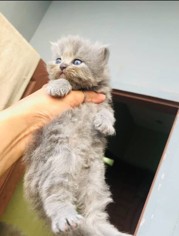 persian kittens pair available 1